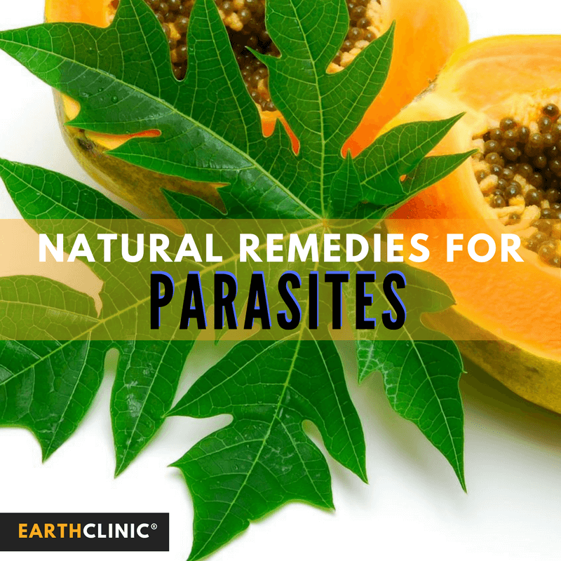 natural remedies for hookworms in humans natural remedies for hookworms in humans