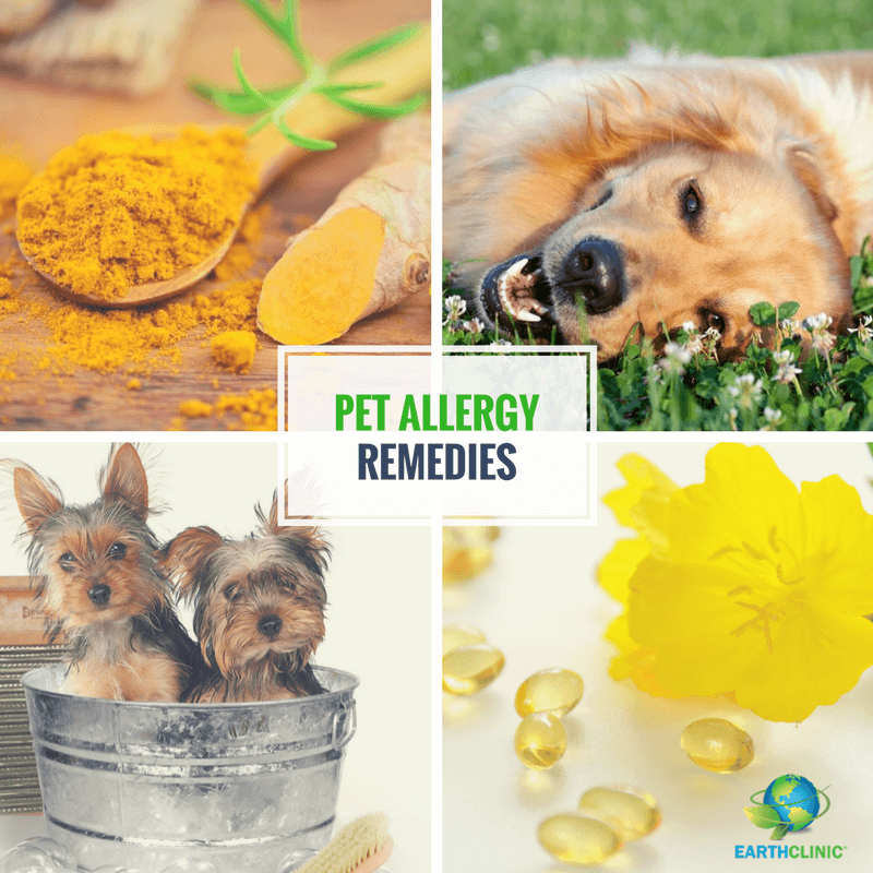 Dog Allergy Remedies