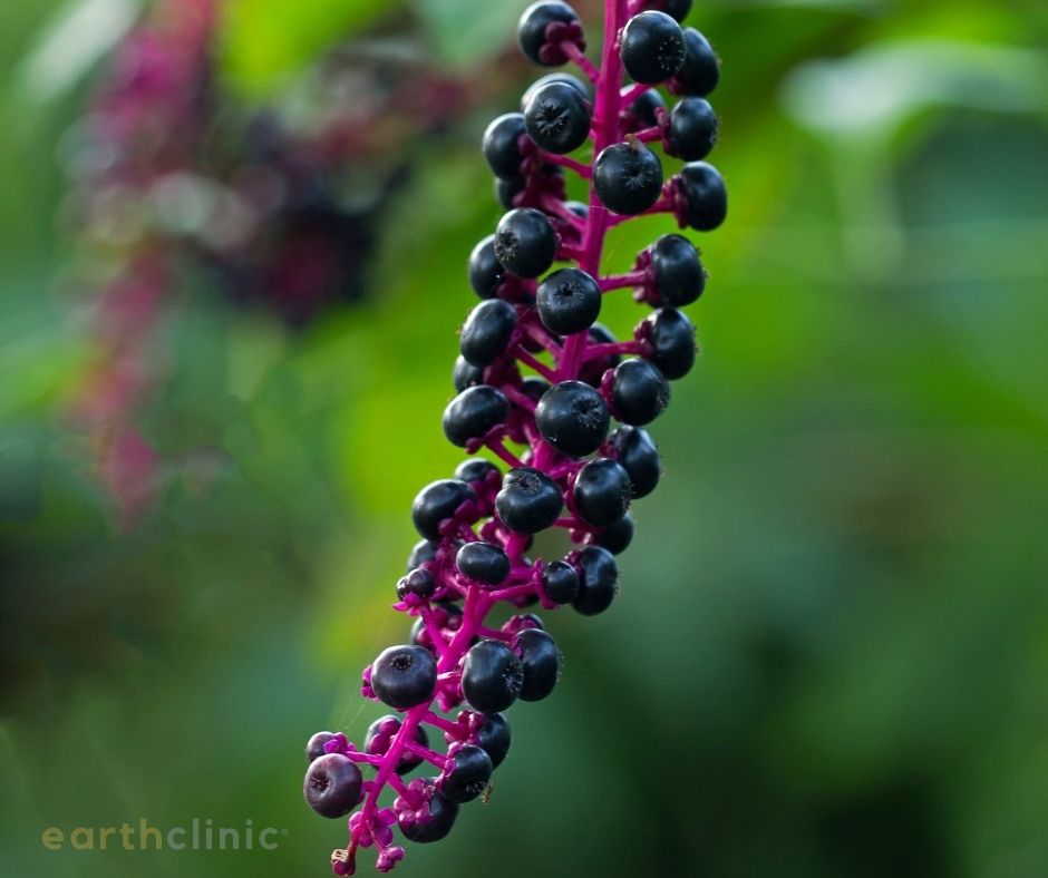 Pokeberry Health Benefits on Earth Clinic.