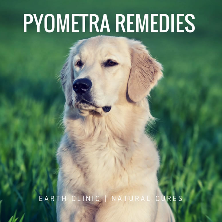 Pyometra Remedies for Dogs