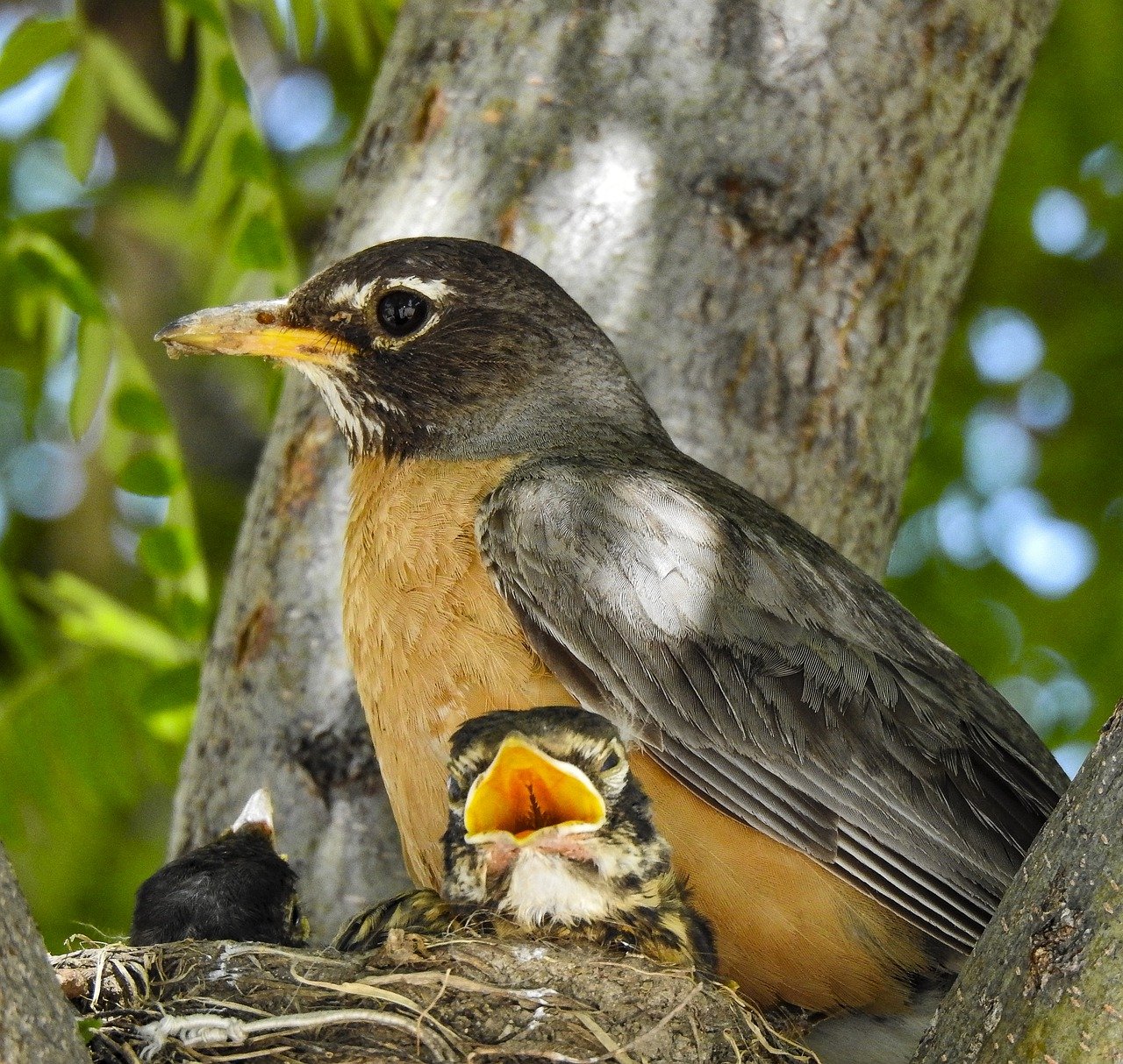 Robin with her chicks