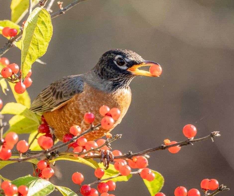 American robin eating a berry