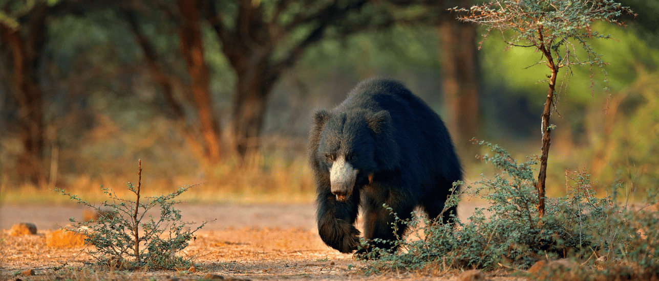 Sloth Bear