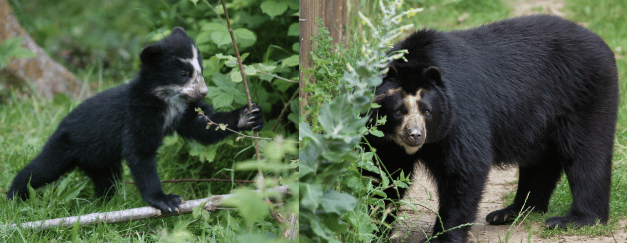 Spectacled Bear and Cub