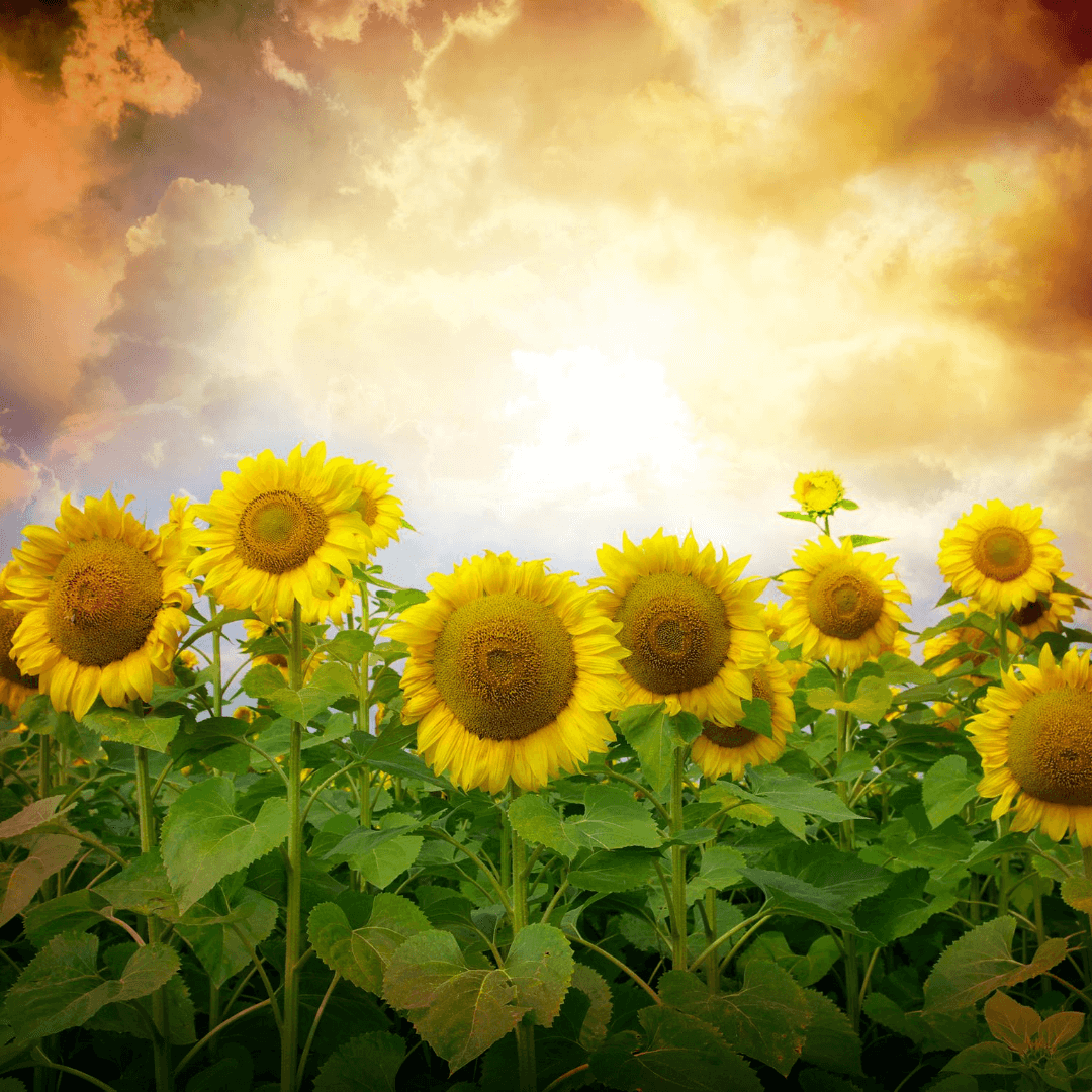 Sunflower Health Benefits on Earth Clinic.