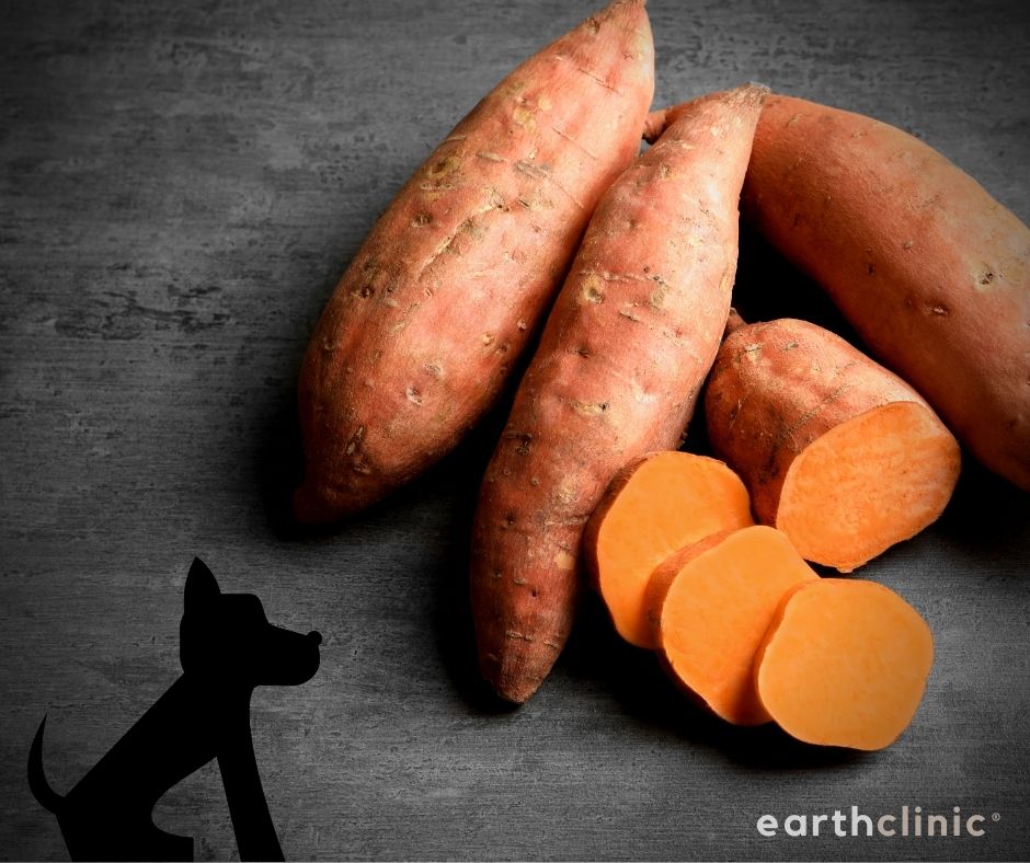 Sweet Potatoes for Dogs