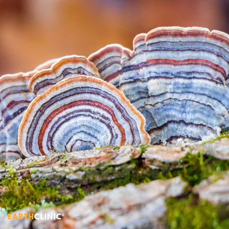 Turkey Tail Mushroom Health Benefits