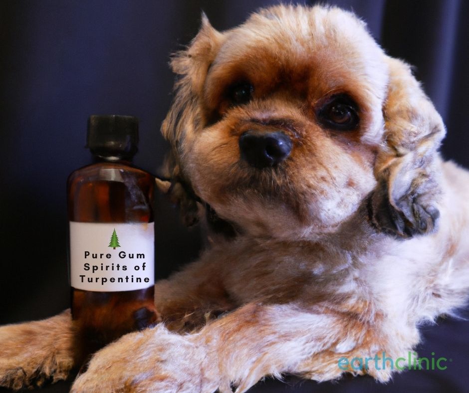 Turpentine for Dogs