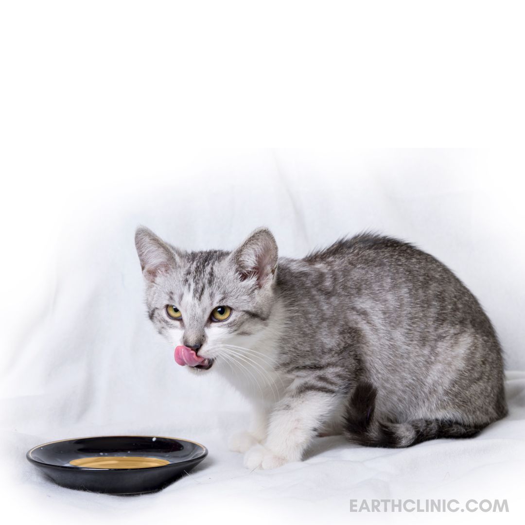 Natural Remes For Cat Utis Safe