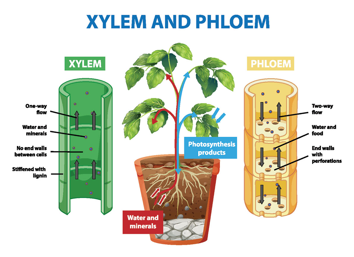 The phloem and Xylem of a plant