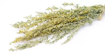 Artemisinin for Cancer and Malaria