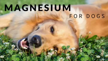 Do Dogs Need Magnesium