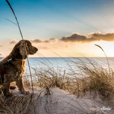 Congestive Heart Failure Remedies for Dogs.