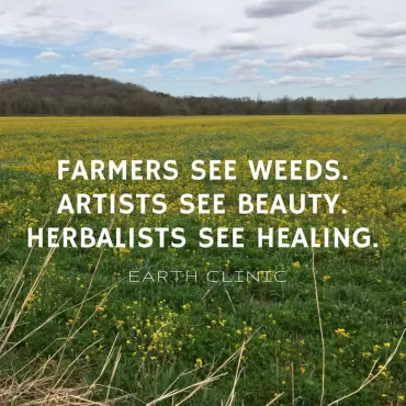 Medicinal Herb Photos