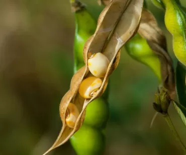 Top 10 Benefits of Nattokinase